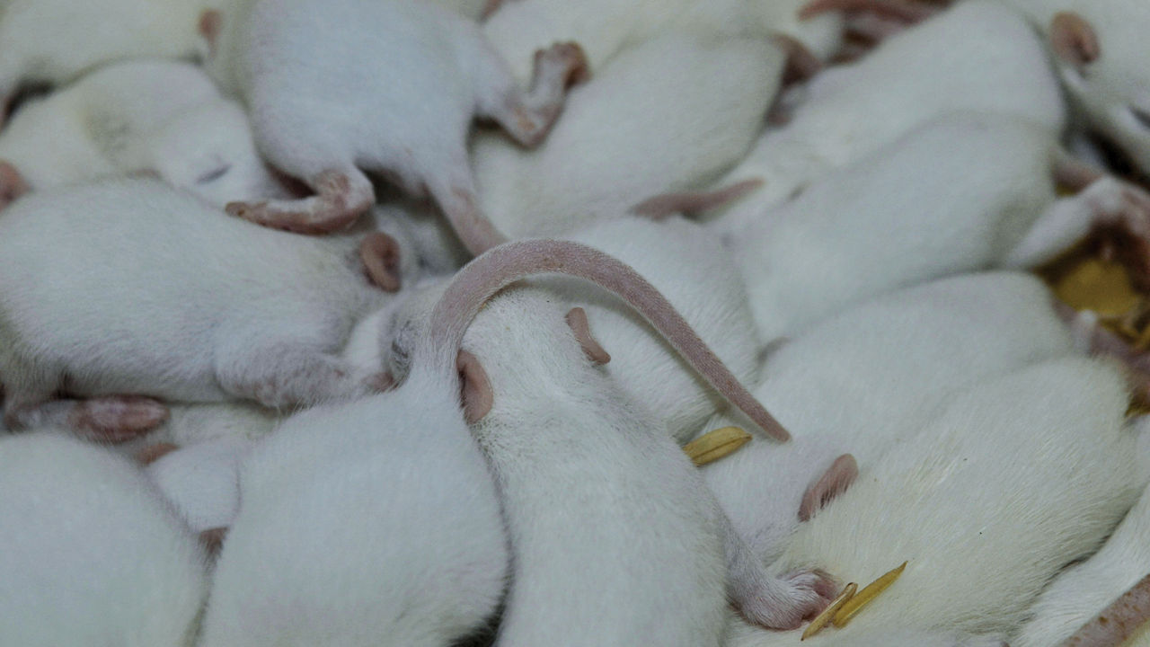 White laboratory rats in a pile.