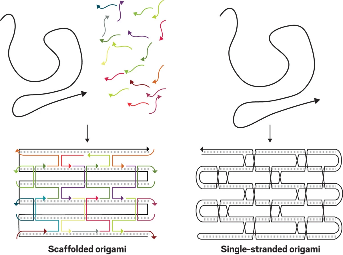 On the left one long strand and many short strands arrange into a form, on the right one even longer strand folds back on itself