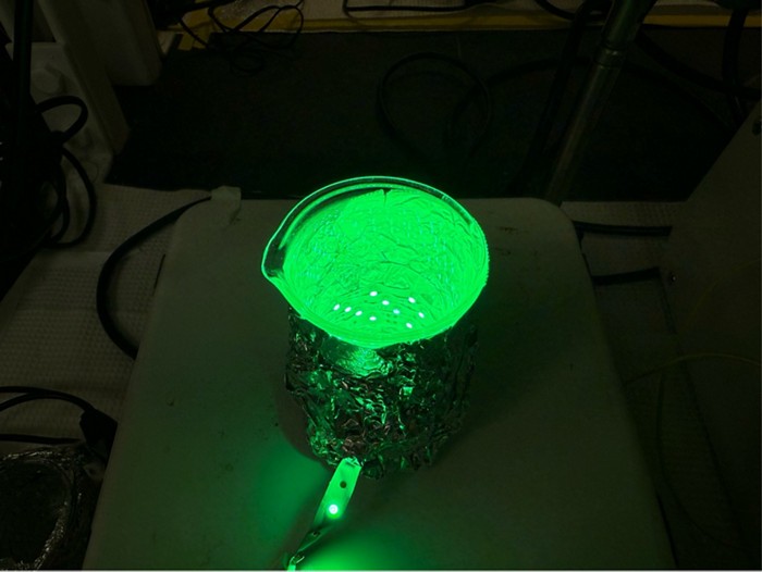 Self-reproducing synthetic cells