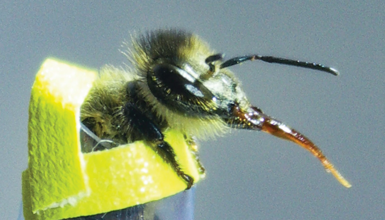 Pollution confuses pollinators. Can scientists retrain them?