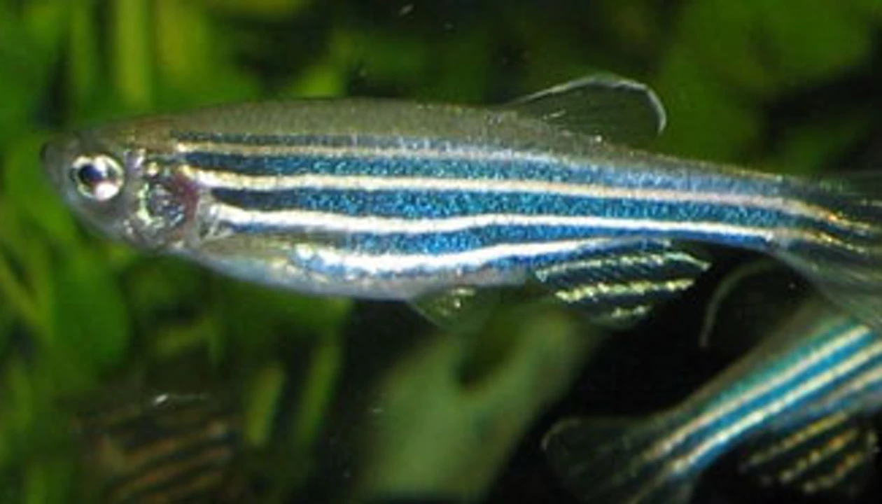 Estrogen Throws Cold Water On Fish Courtship