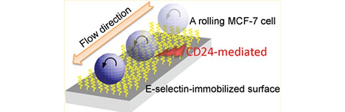 s-Breast-Cancer-Cells-Roll