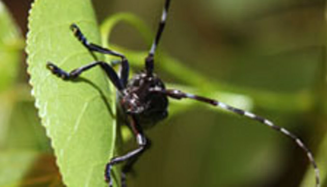 Fungus Degrades Lignin In Bug Guts