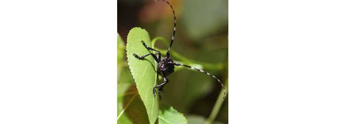 Fungus-Degrades-Lignin-Bug-Guts