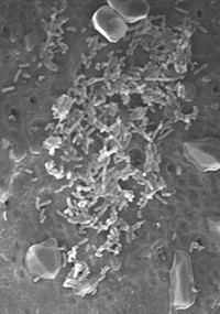 Serving the chemical, life science, and laboratory worlds