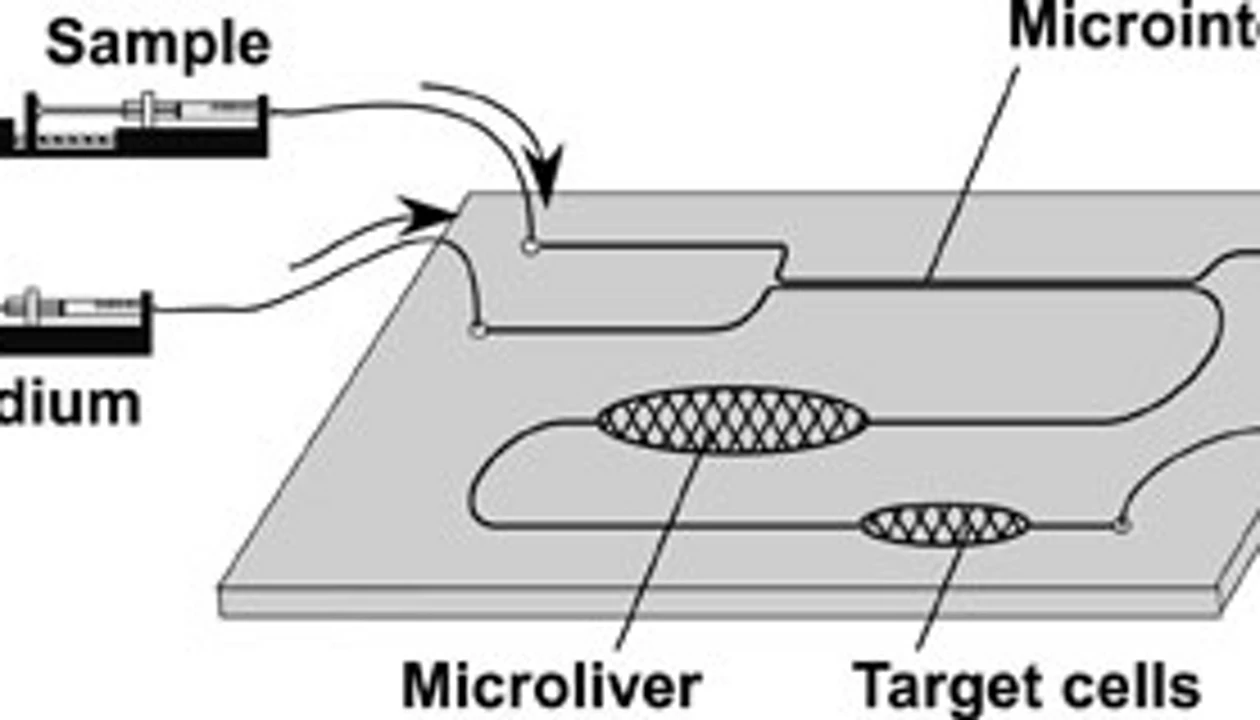 Microscale Mimic Of Human Ingestion
