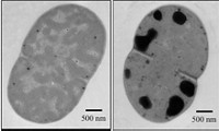 Serving the chemical, life science, and laboratory worlds