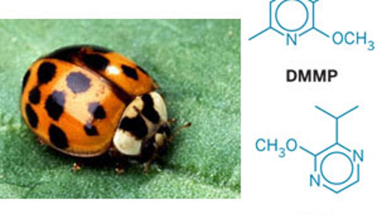 Why Ladybugs Smell Bad