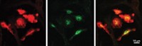 Serving the chemical, life science, and laboratory worlds