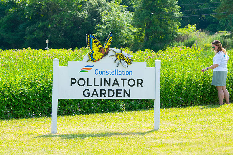 Bee pollinator program