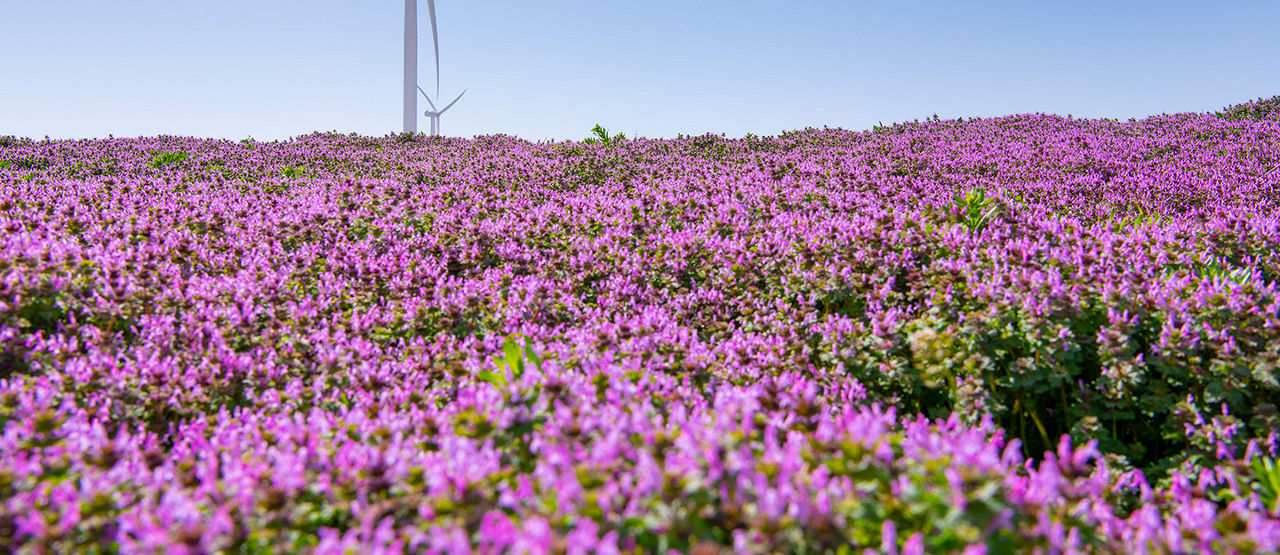 field of purple flours