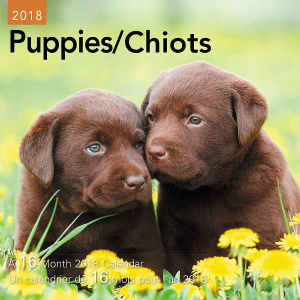 UPC 038576611085 Day Dream Puppies Bilingual Mini Wall Calendars