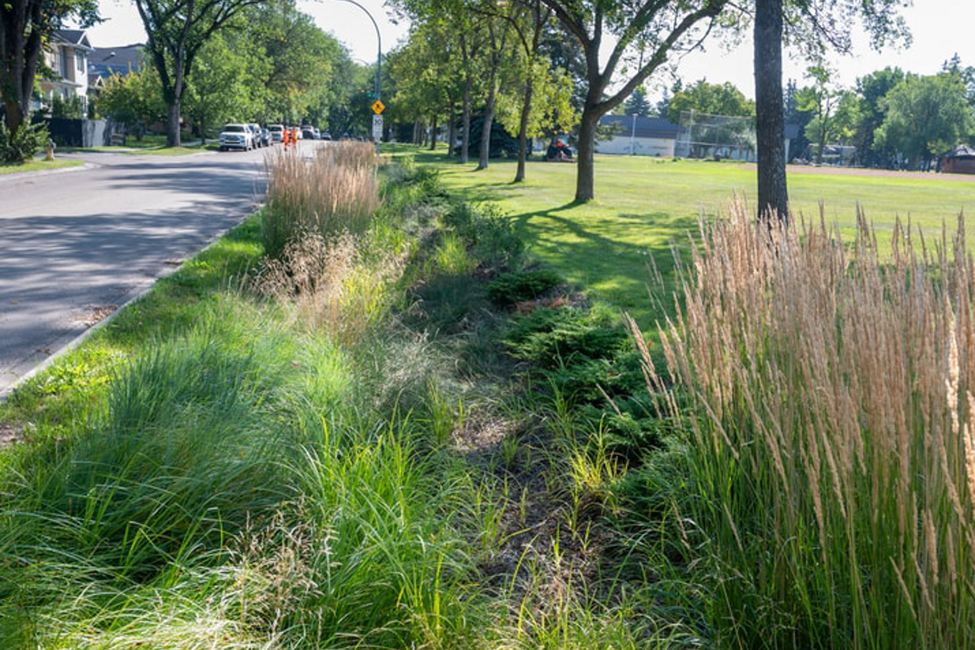 A roadside bioretention basin with native vegetation, designed to manage stormwater and enhance urban green space.