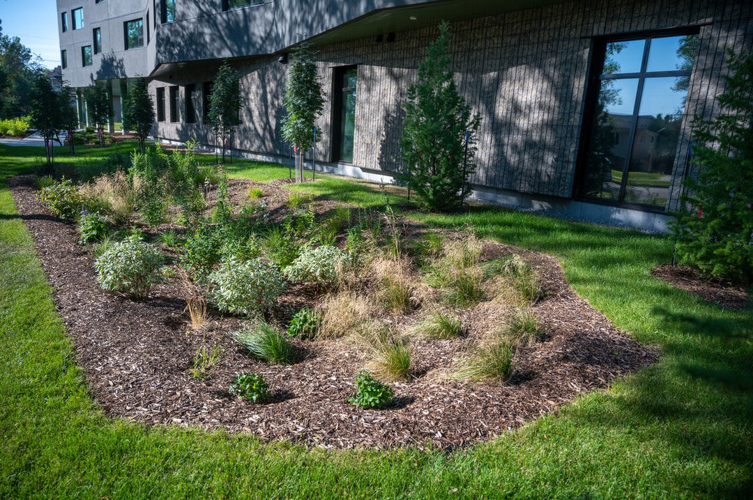 A landscaped bioretention garden made up of various plants located beside a building, designed to absorb runoff and enhance urban green space.