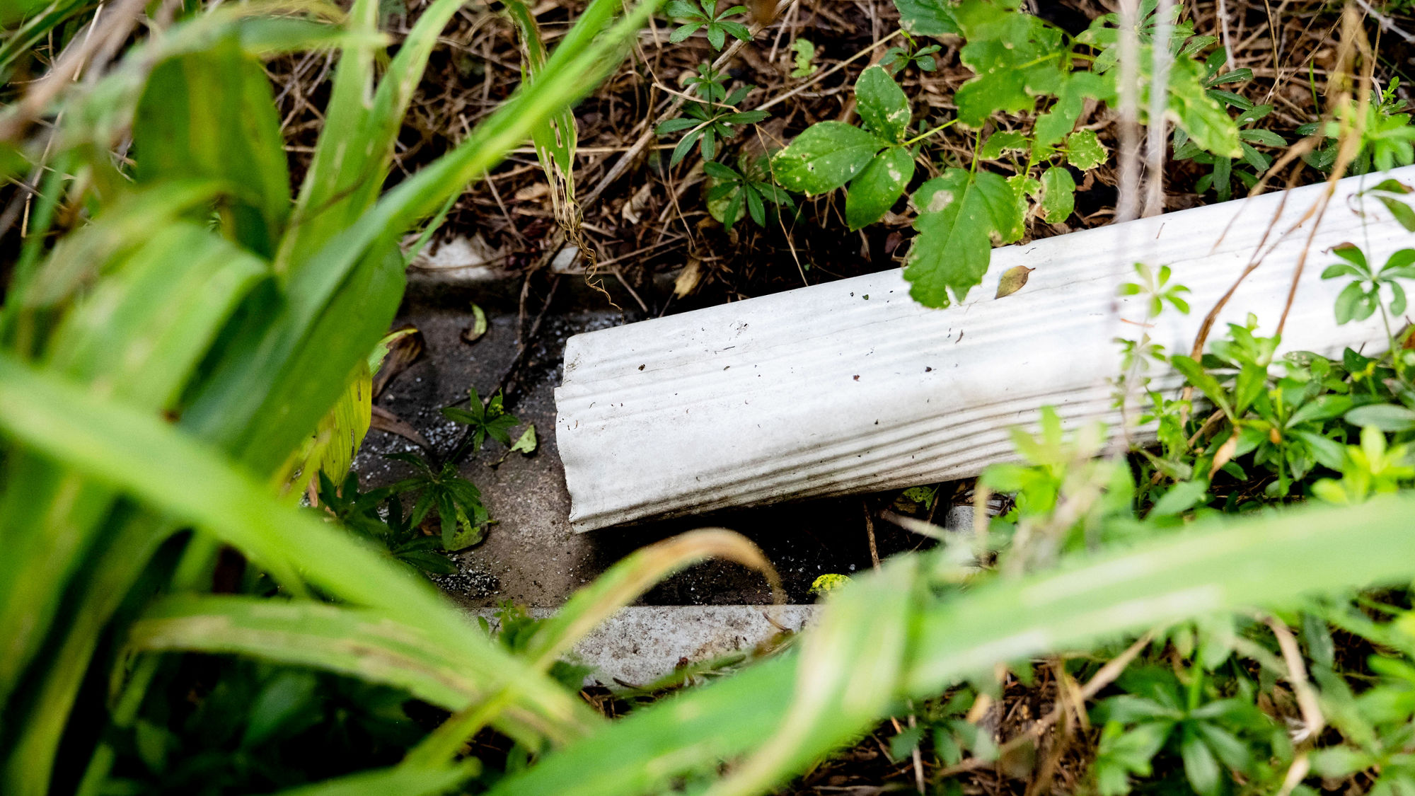 The end of a white downspout releasing water into an area of soil surrounded by dense plants and ground vegetation. The downspout rests on a small concrete splash pad, with leaves, stems, and natural debris visible around the drainage point.