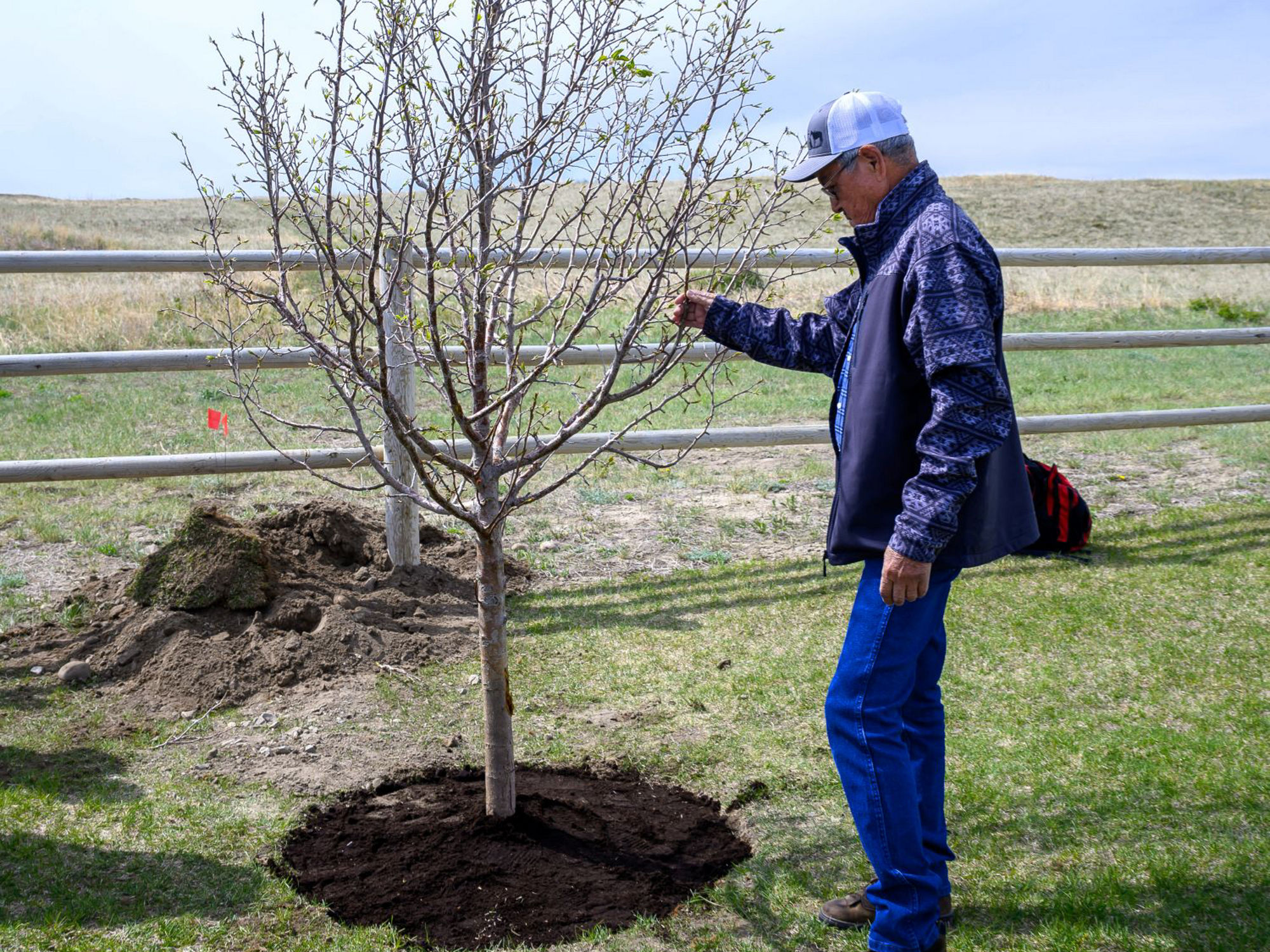 Elder Rufus Pretty Young Man standing next to a newly plated tree providing guidance on the types of trees being planted.