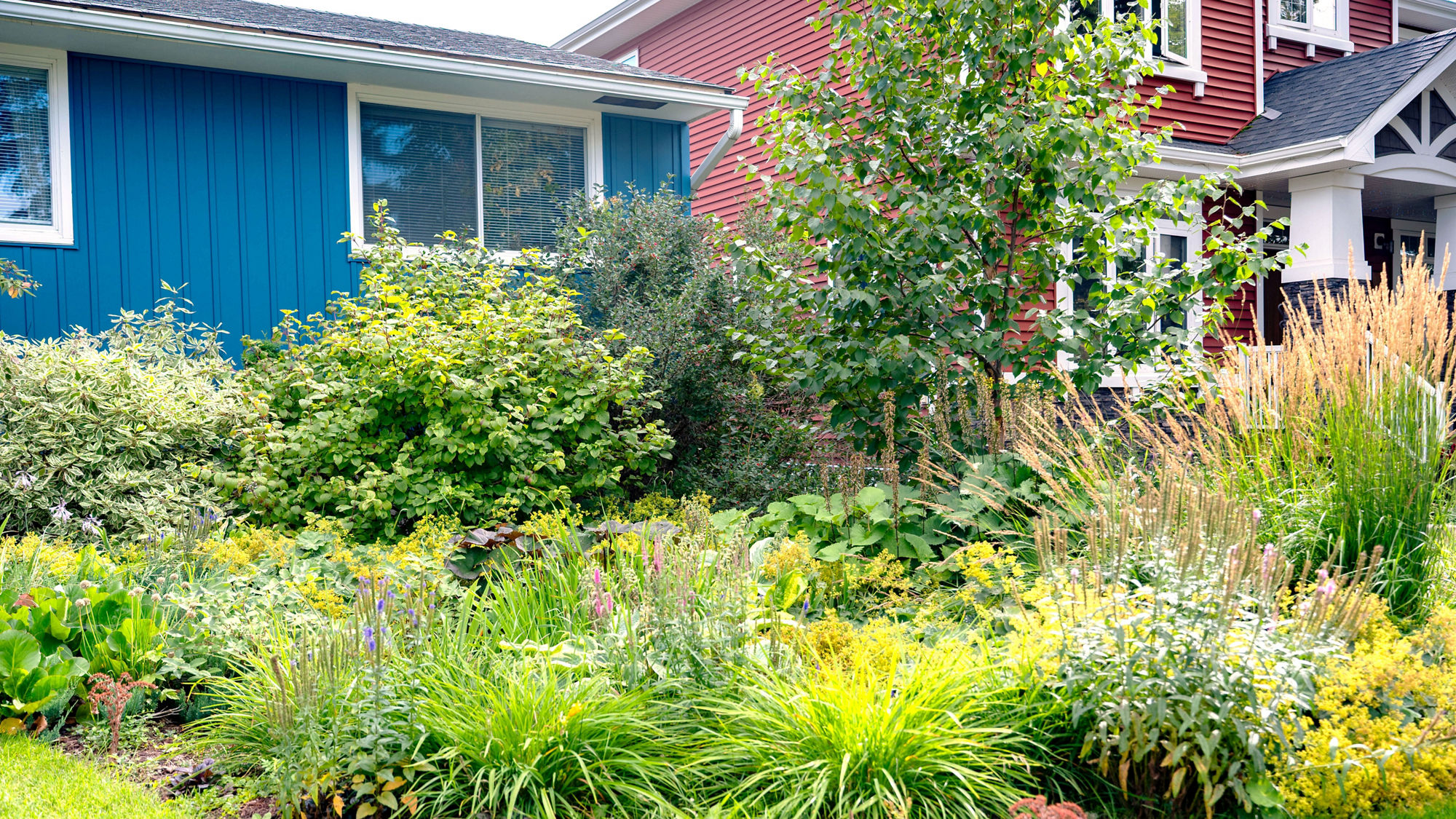 Vibrant residential rain garden filled with layered ornamental grasses, flowering perennials, shrubs, and small trees. The naturalized planting design supports stormwater absorption while enhancing the home’s curb appeal with rich textures and colours.