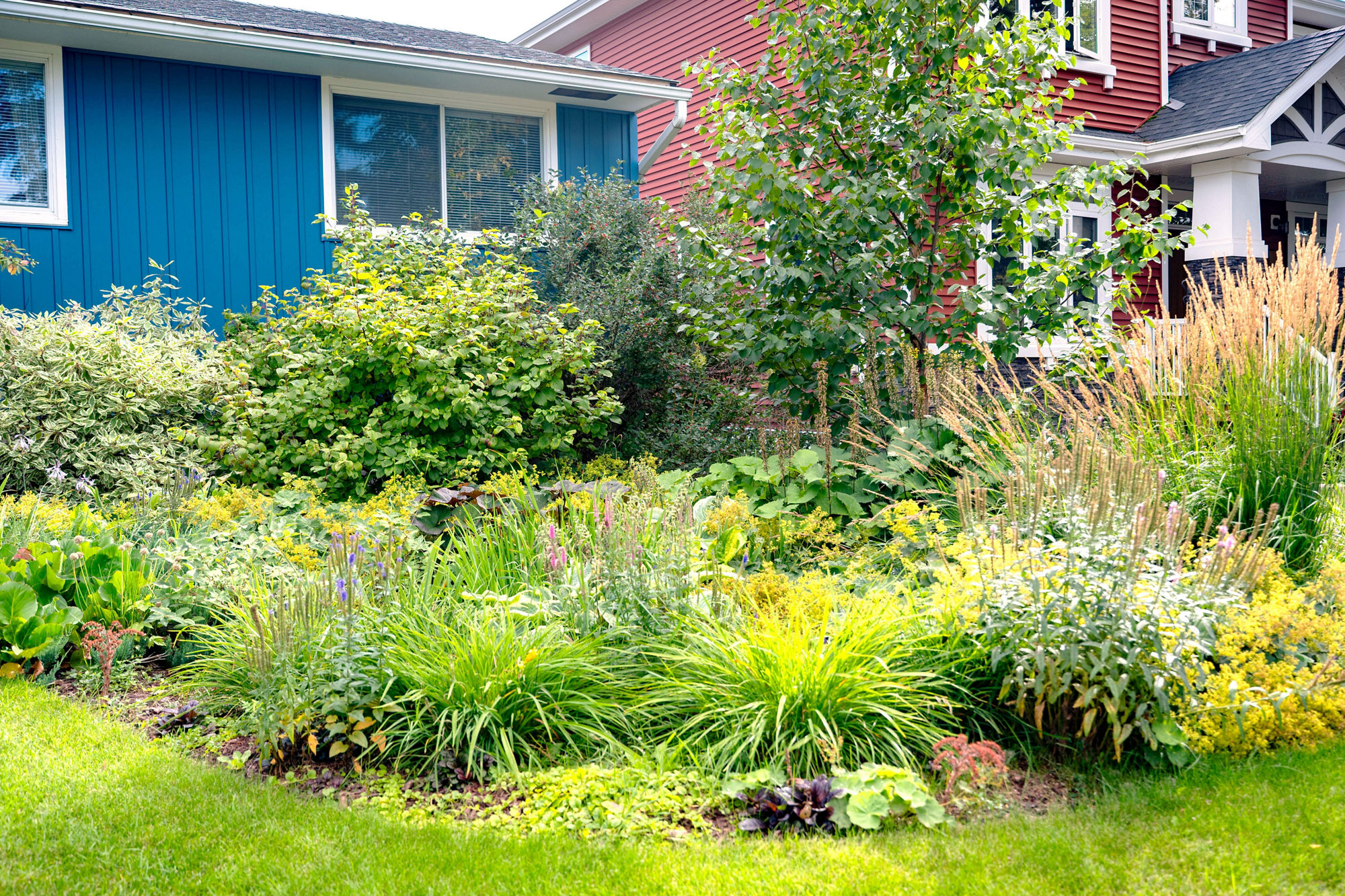Vibrant residential rain garden filled with layered ornamental grasses, flowering perennials, shrubs, and small trees. The naturalized planting design supports stormwater absorption while enhancing the home’s curb appeal with rich textures and colours.