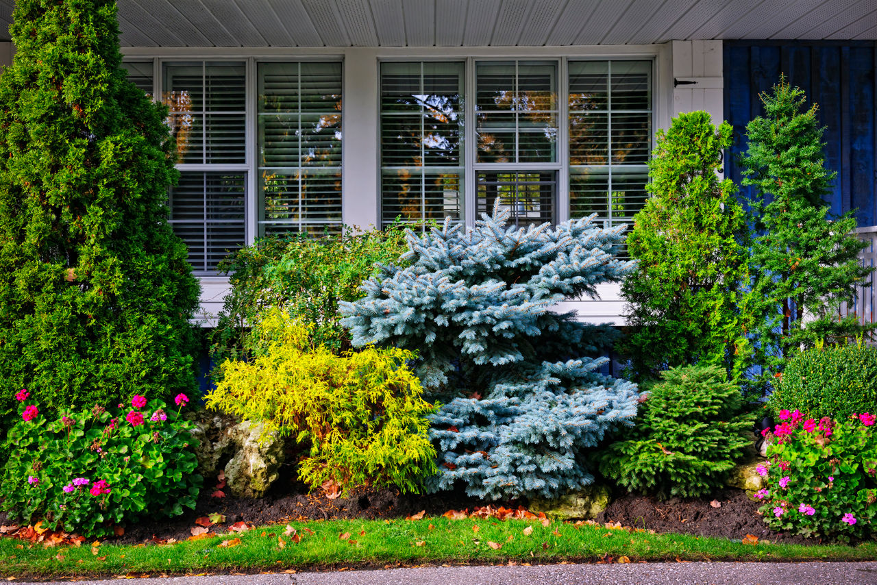 A residential front yard features layered landscaping with evergreen trees, shrubs, flowering plants, and ground cover arranged along the front of a house.