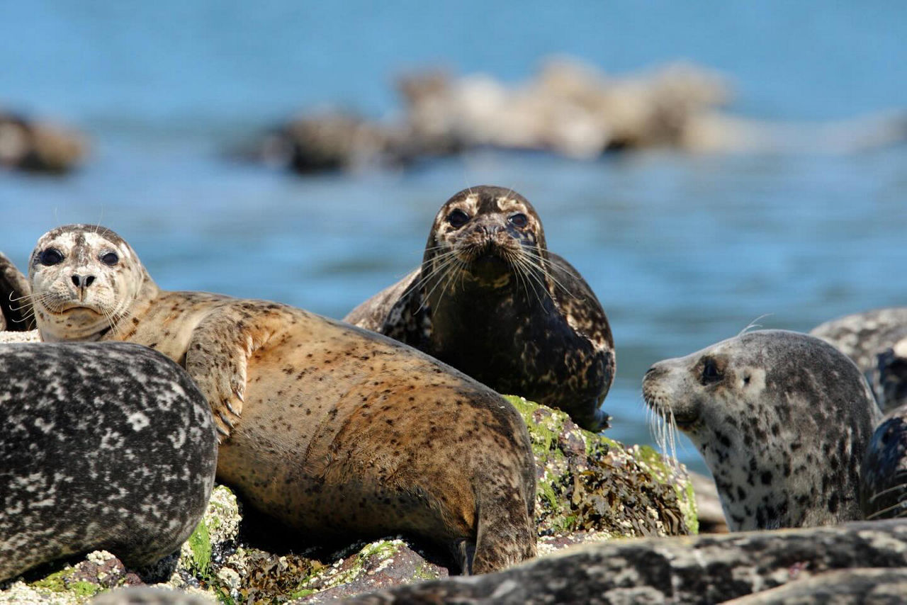 Seals resting on rocks near Howe Sound