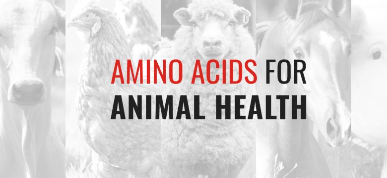 01 - Amino Acids for Animal Health-2