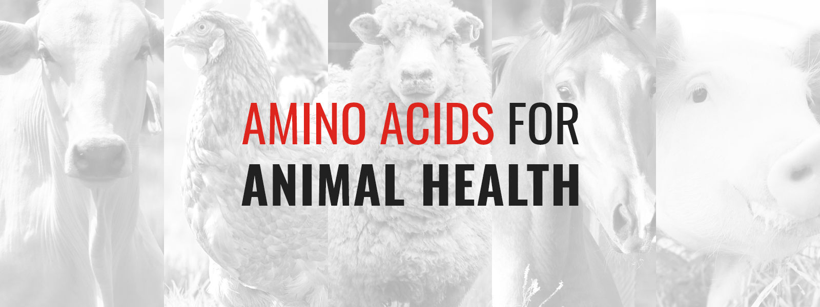 Amino Acids for Animal Health | Kemin Asia Pacific