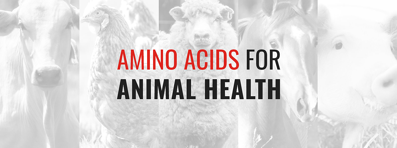 Animal Nutrition & Health Blog | Kemin Industries Asia Pacific