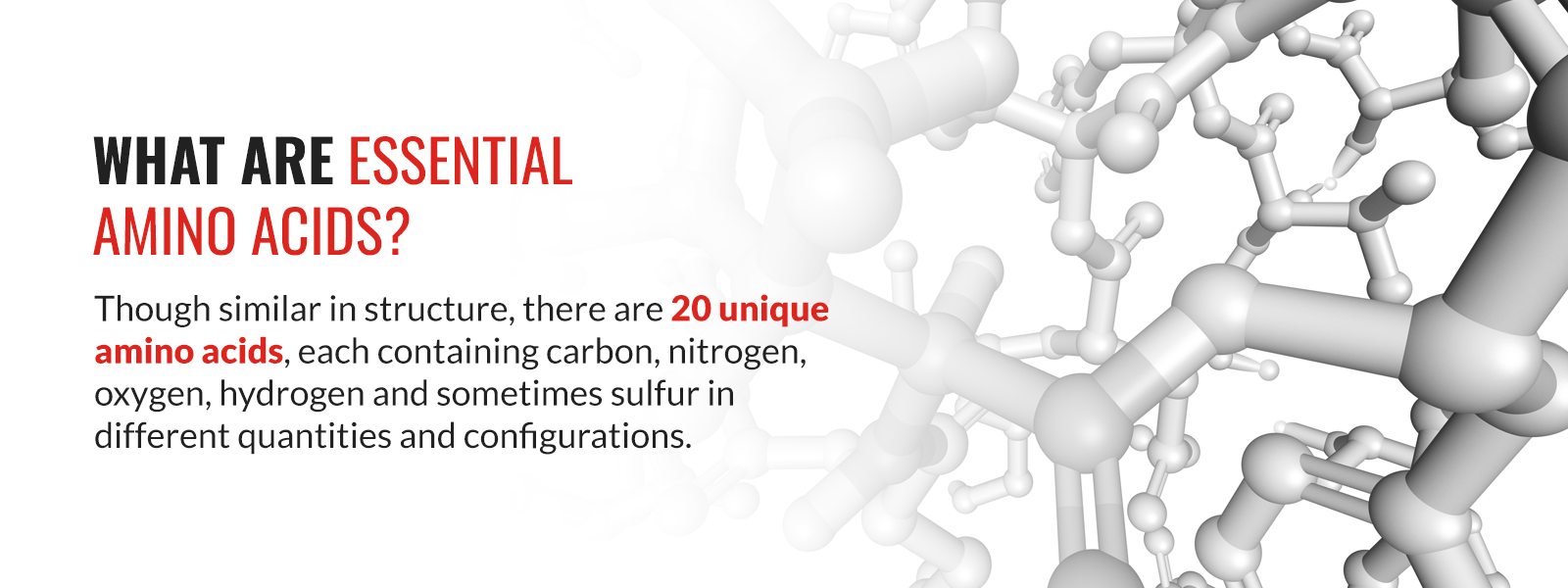 nitrogen in amino acids