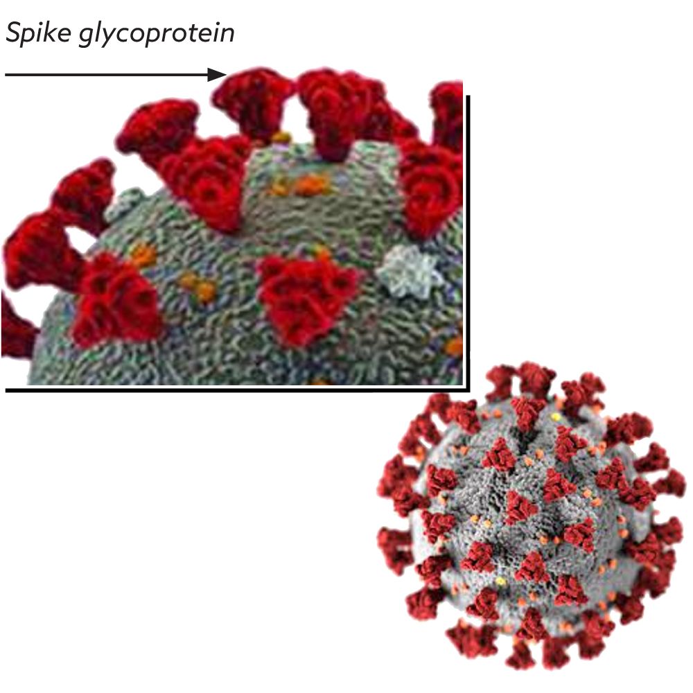 02_Spike-glycoprotein