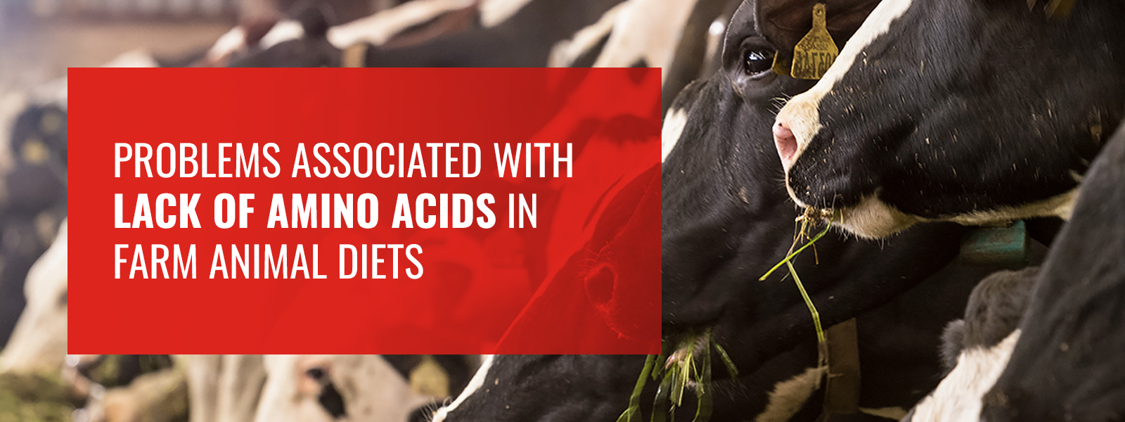 03 - Lack of Amino Acids