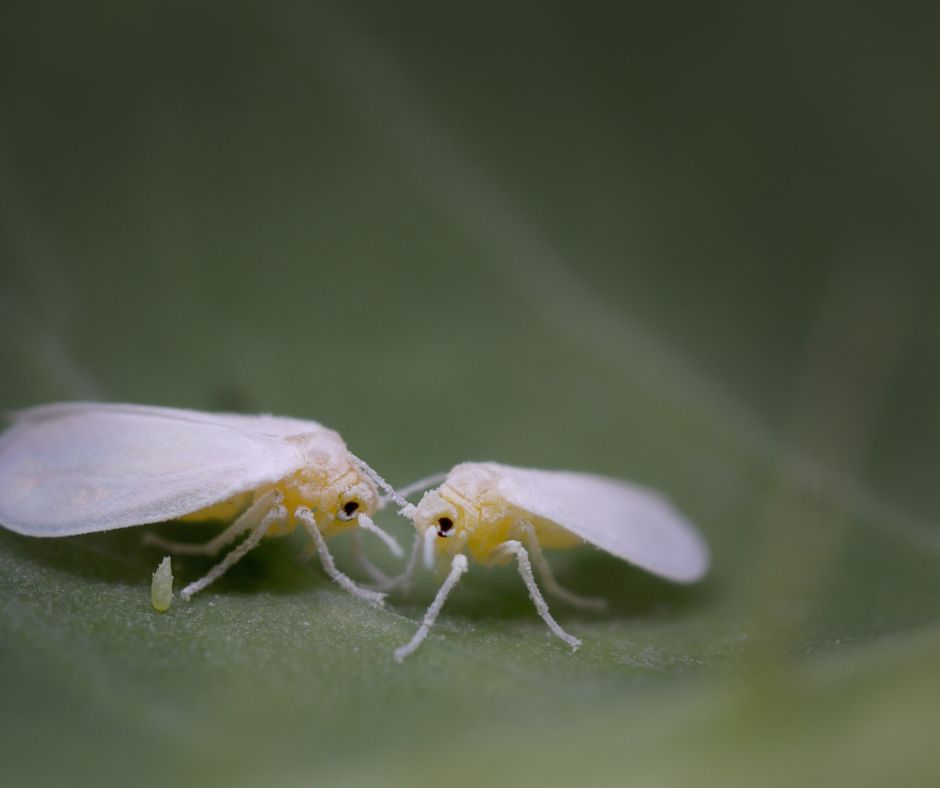 Greenhouse Whitefly