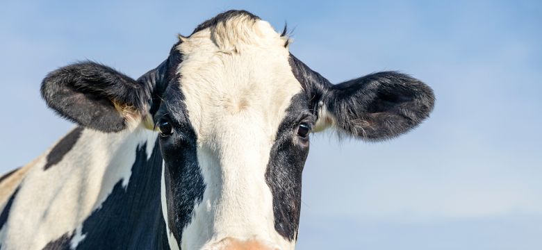 ruminant dairy banner