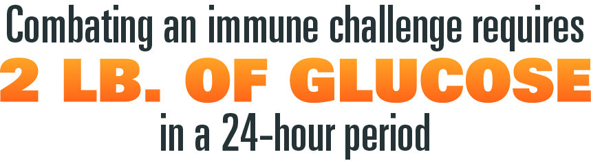 immune challenges require 2lbs of glucose