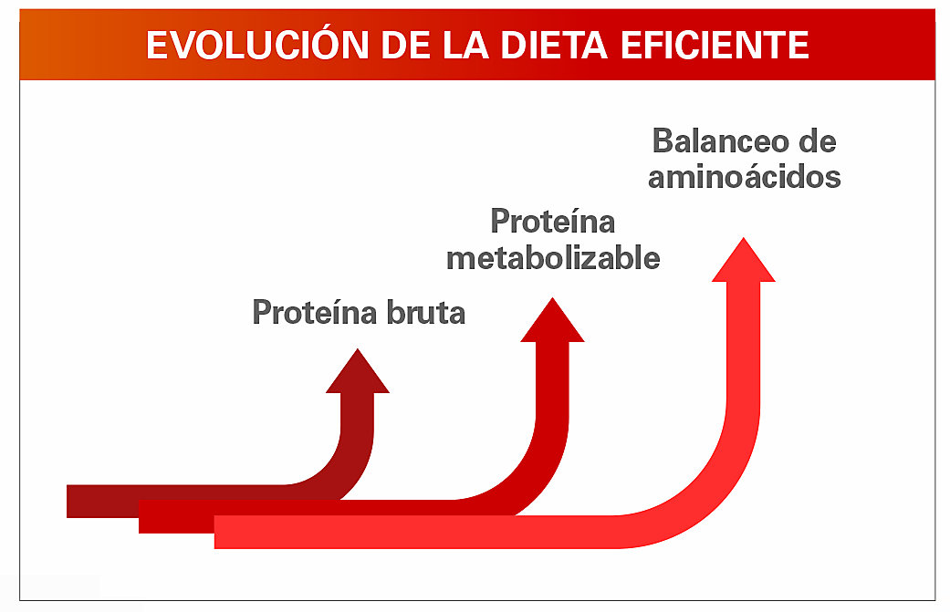 evolução da dieta - espanhol