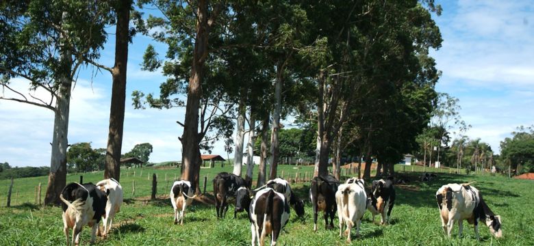 Rebanhos Leiteiros