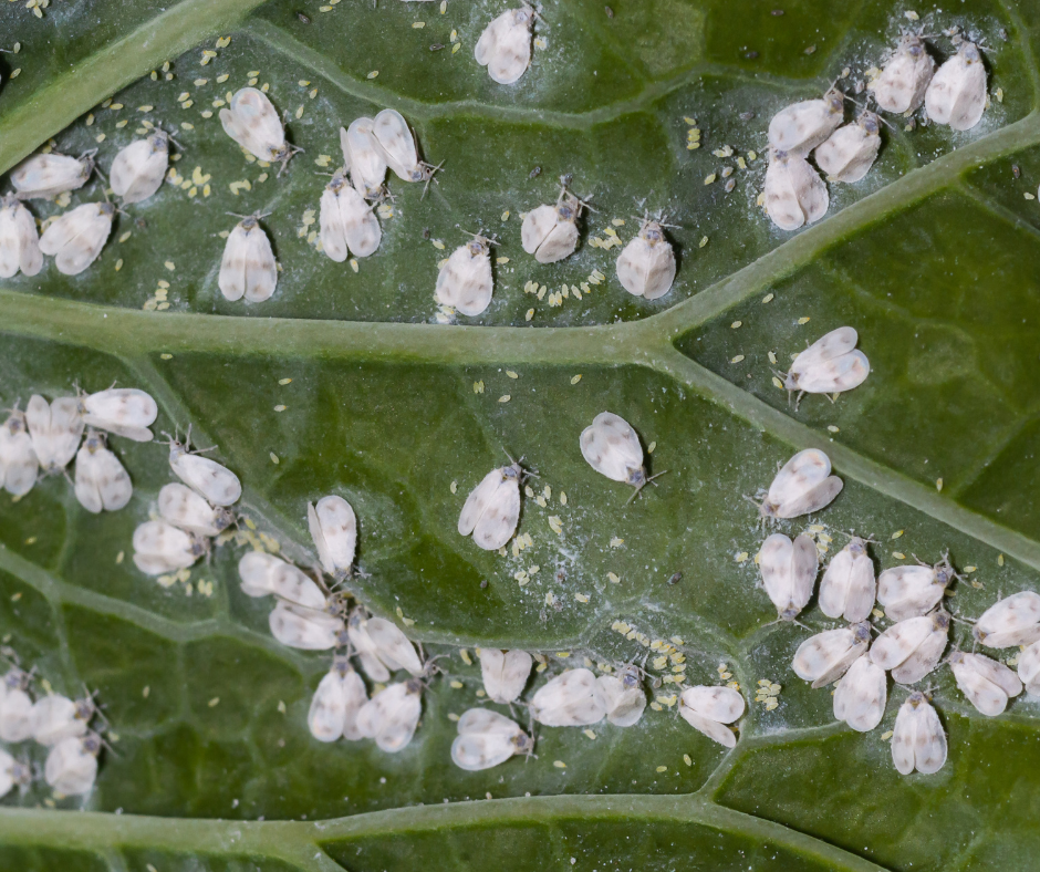 Banded Winged Whitefly