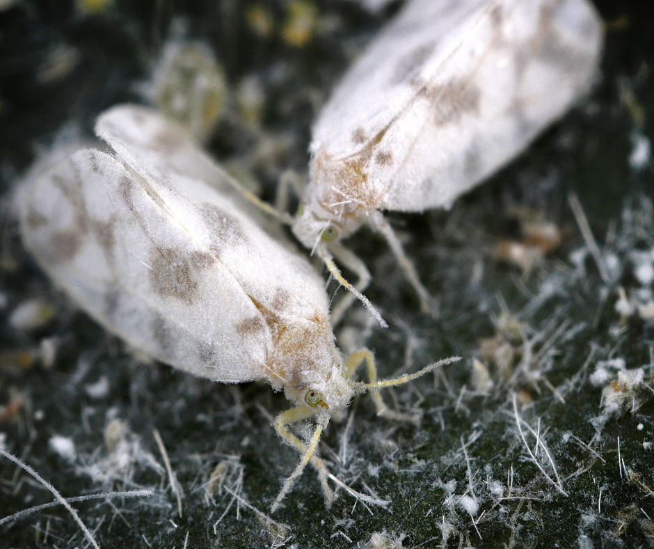 Giant Whitefly