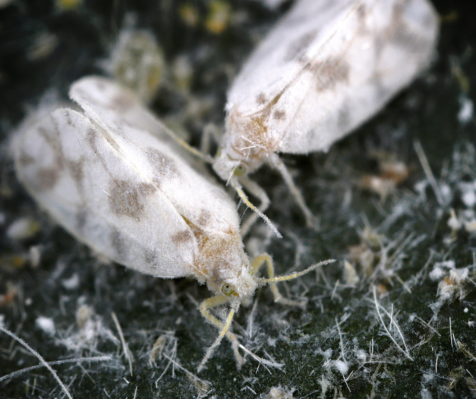 Identifying Whitefly Infestations