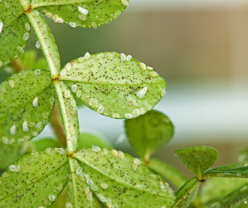 Greenhouse Whitefly Infestation