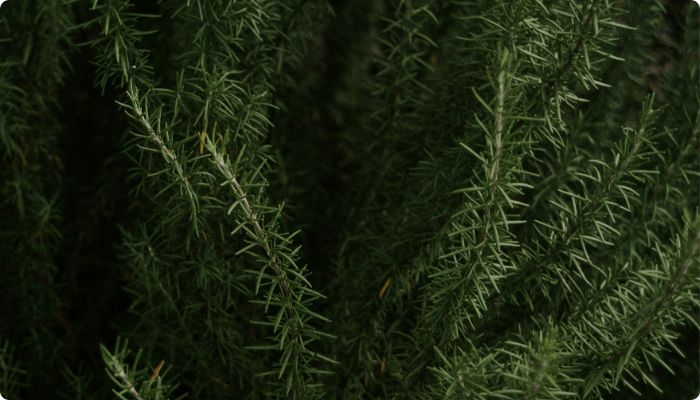 rosemary