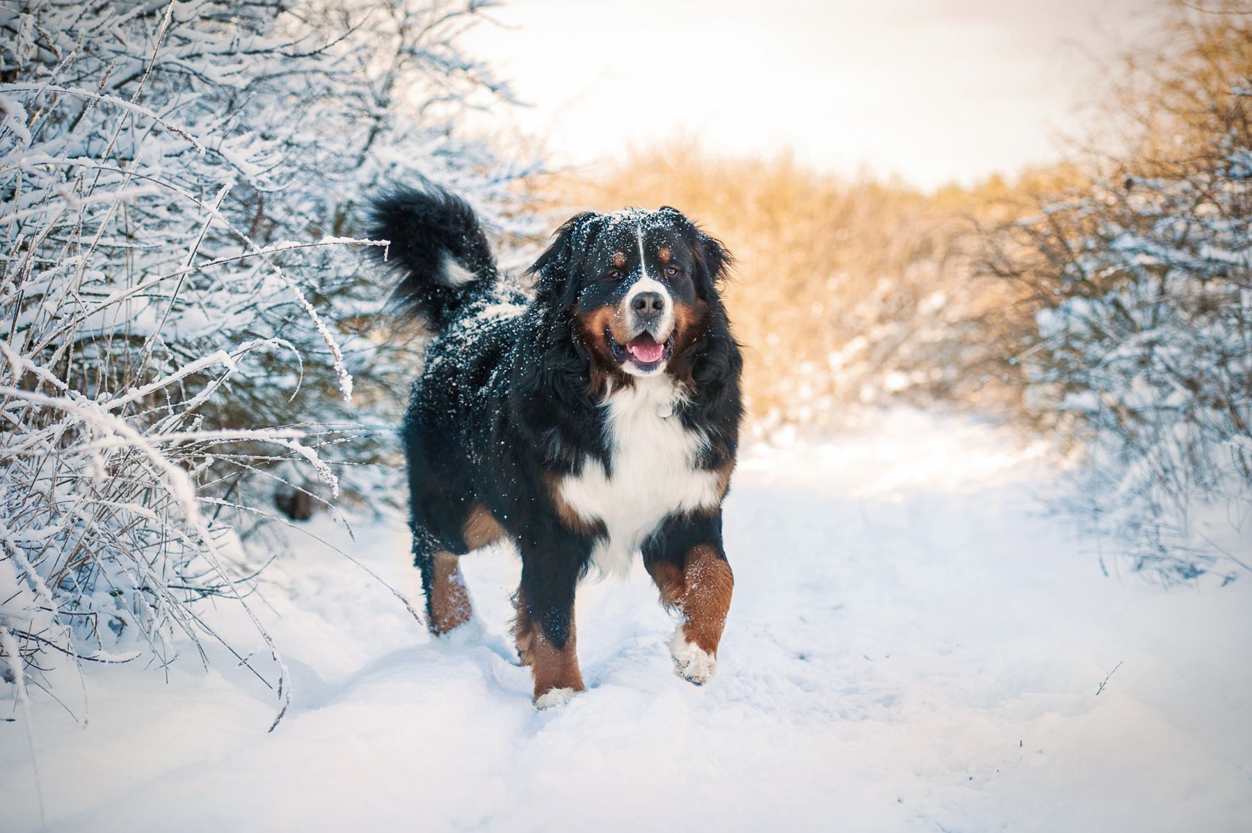 Bernese mountain dog on the walk in winter