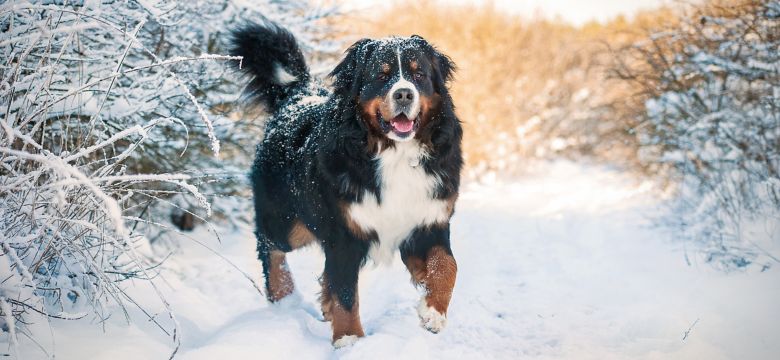 Bernese mountain dog on the walk in winter