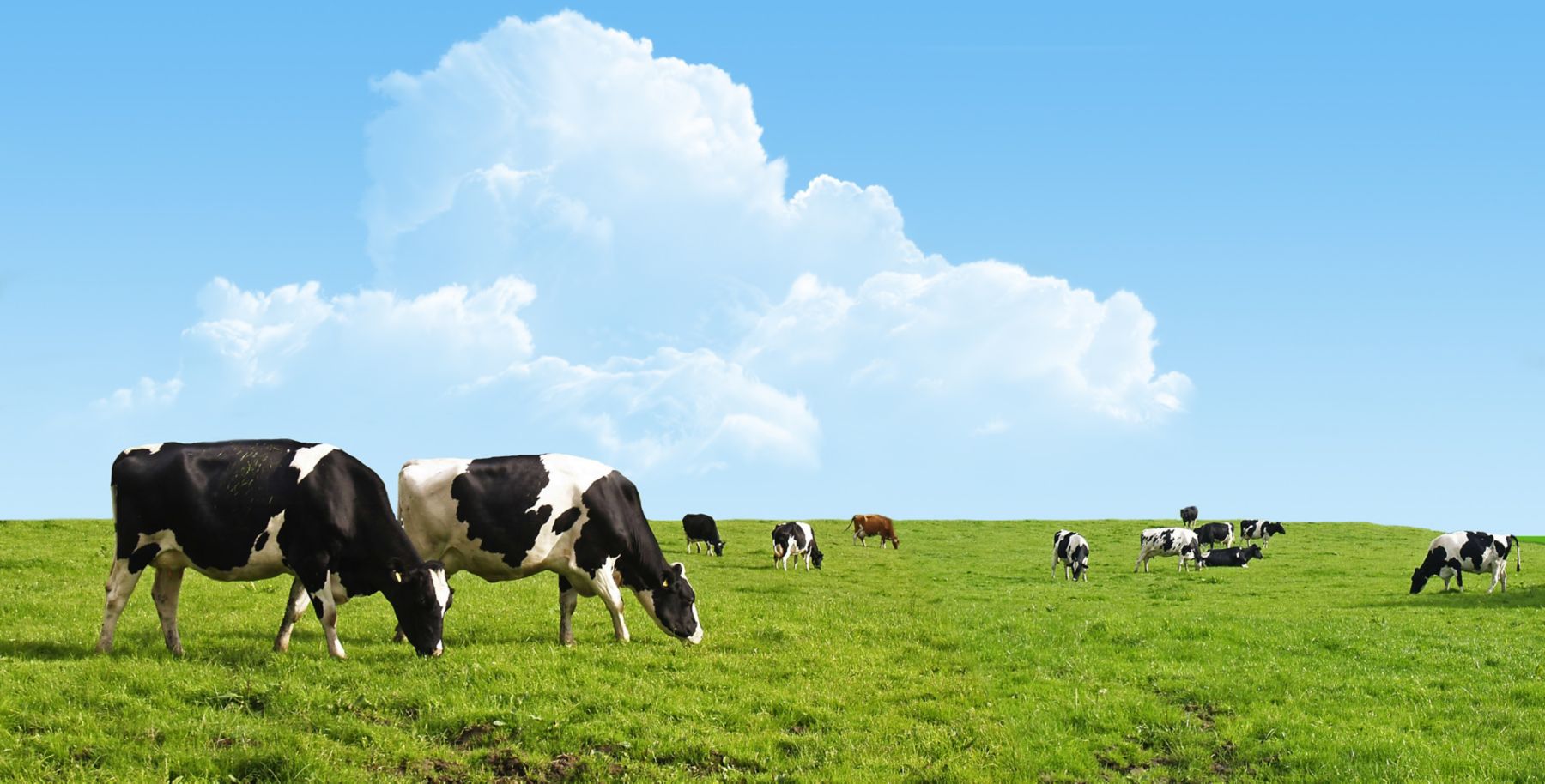 Cows grazing on a green field.