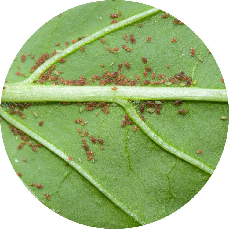 Aphids round