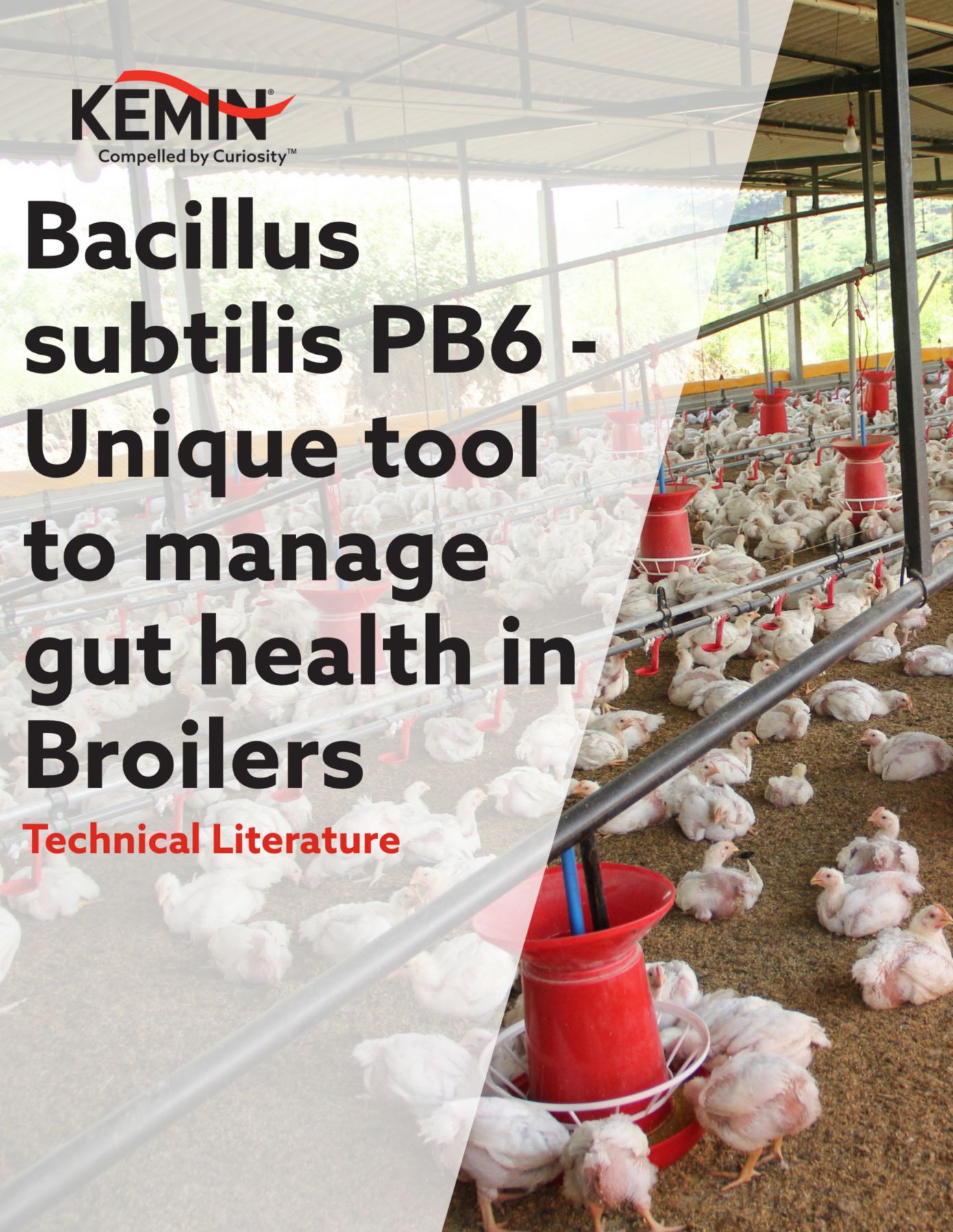 Bacillus subtilis PB6 -Unique tool to manage gut health in Broilers