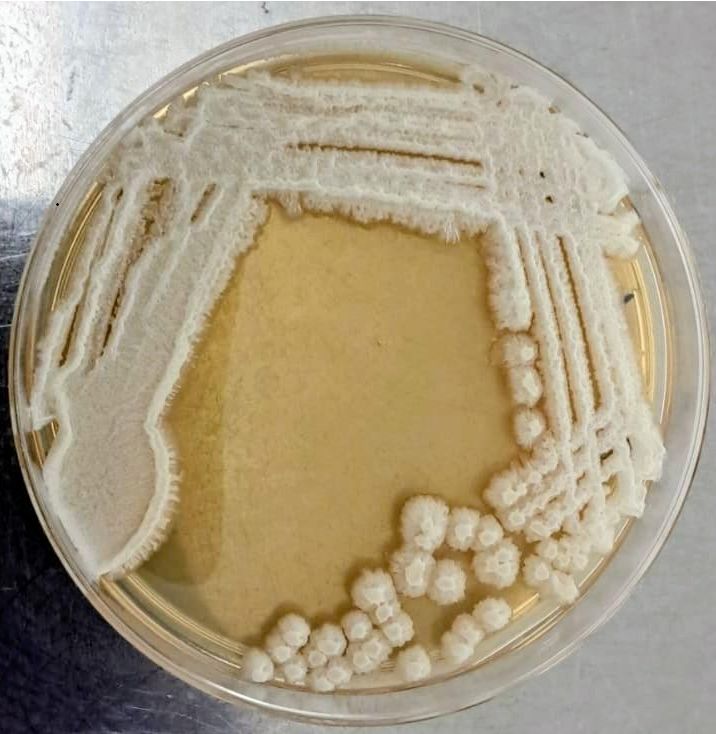 PB6 Bacillus culture