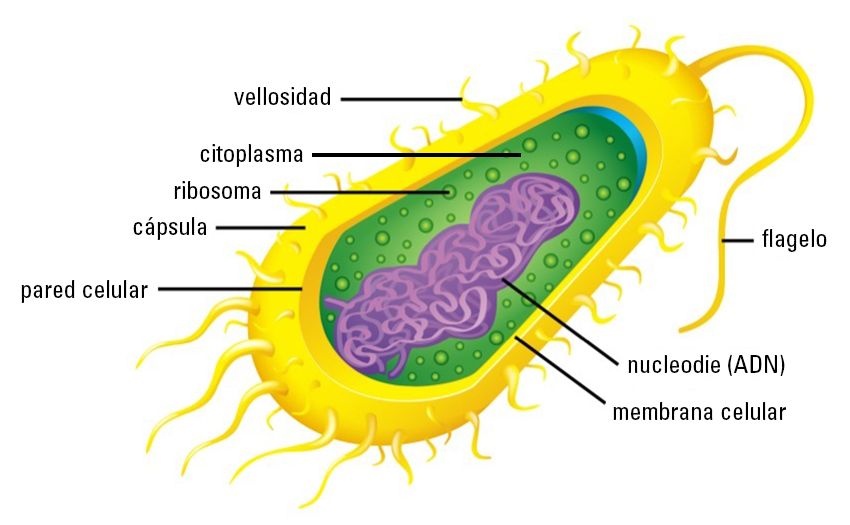 BacteriaCell_MX.jpg