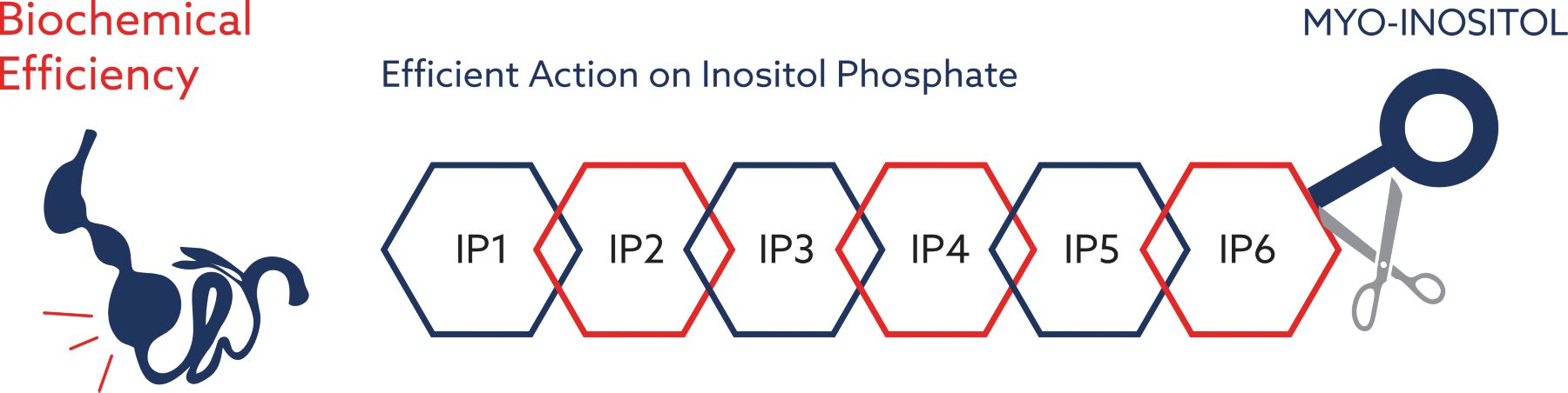 Biochemical efficiency of PHYGEST