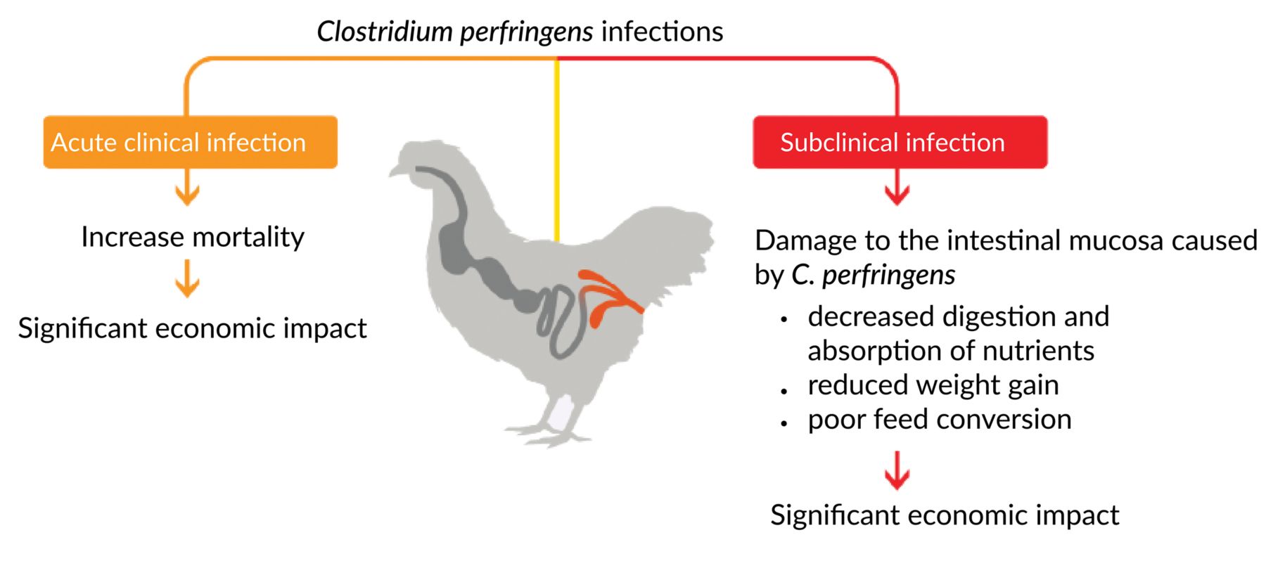 KAA CLOSTAT PRODUCT PAGE IMAGES