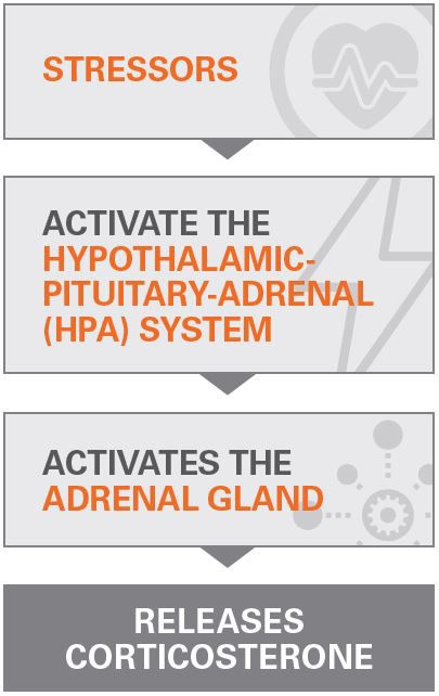 Broilerstressorsactivateadrenalglandimage